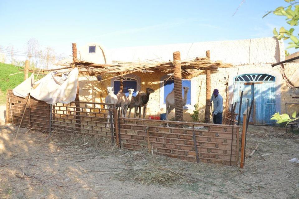Nubian Farm Aswan Villa Exterior foto