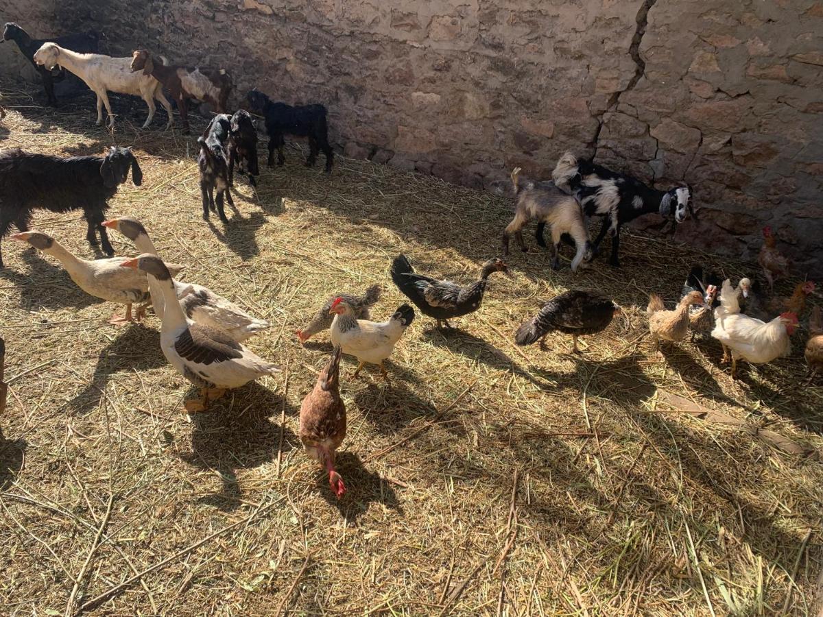 Nubian Farm Aswan Villa Exterior foto