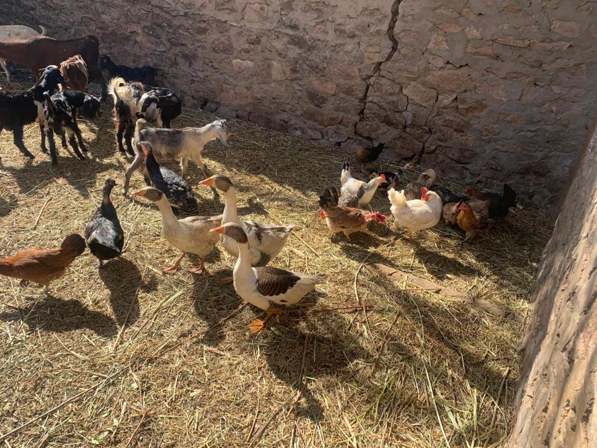 Nubian Farm Aswan Villa Exterior foto