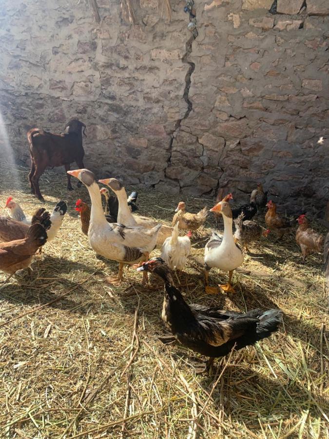 Nubian Farm Aswan Villa Exterior foto